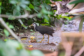 White-breasted Waterhen bird in the forest