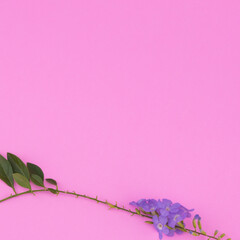 Purple flowers with branch and green leaves on pink background with copy space