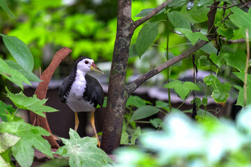 White-breasted Waterhen bird in the forest