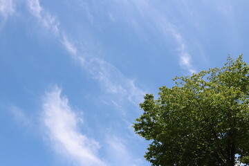 木々の上に広がる青空と雲
