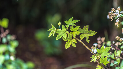 Fresh Green Leaves Plant