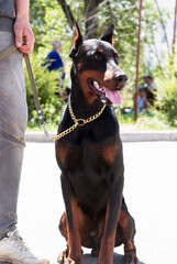 Doberman dog