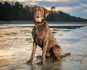 Chocolate lab