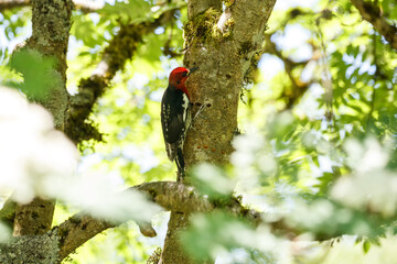 red breasted sapsucker