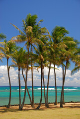 Troplcal palm grove on beach