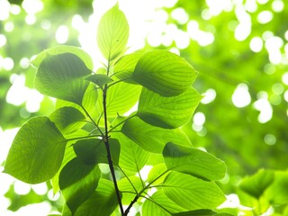 新緑の季節　若葉に降り注ぐ光