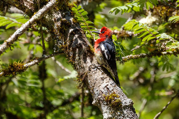 red breasted sapsucker