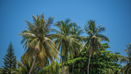 Fototapeta na wymiar Coconut Tree And Vivid Sky Background
