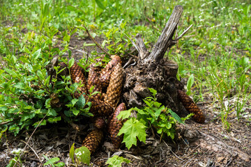 Fir cones on the forest floor