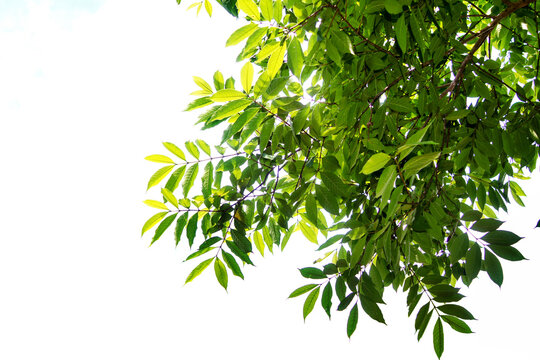 Green tree  branch isolated
