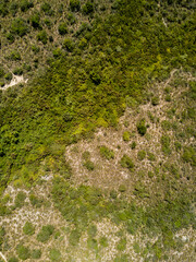 Aerial view of shrubs