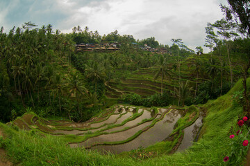 Fototapeta na wymiar Rice terraces in Indonesia. Agriculture, rice, Indonesia.