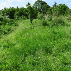 Bright green grass, healthy food for animals and many natural herbs for home medicine