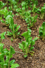 growing kale