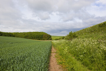 footpath and woodland