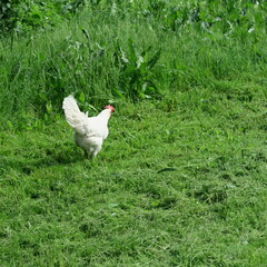 Free-living bright chickens with cock eating in full green grass a meadow in summer