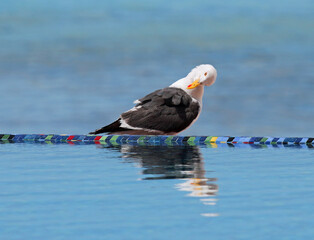 bird on pool over looking the ocean