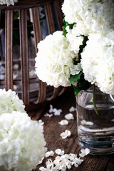 Schneeball Blüten Florist CloseUp