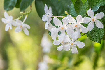 White flowers, Wrightia antidysenterica, Coral swirl.