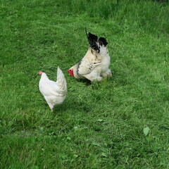 Free-living bright chickens with cock eating in full green grass a meadow in summer