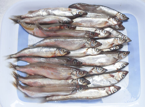 Raw fish capelin