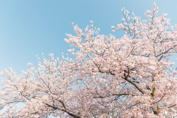 満開の桜