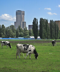 都市の風景に溶け込む牛たち／北海道大学農学部の農場では牛が飼育され、のんびりと草を食む。都会にその光景が溶け込むのは札幌ならでは。