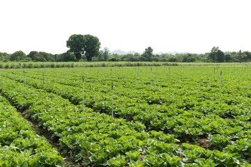 Water sprinkler system in a green organic vegetable garden,Garden with young fresh vegetables-white background