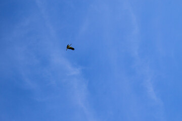 Naklejka na ściany i meble White Stork (Ciconia ciconia) in flight