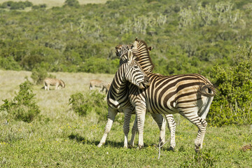 Fototapeta na wymiar Zebras showing affection