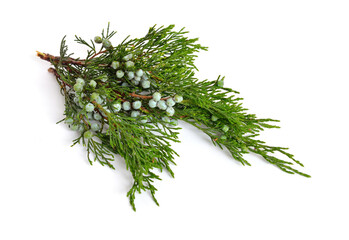 Juniperus sabina with green Cones (berries) isolated on white