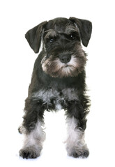 puppy miniature schnauzer