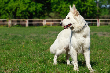 White swiss shepherd dog