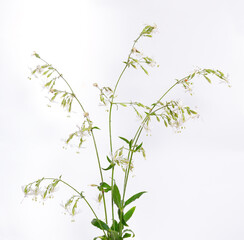 Silene nutans, most commonly known as Nottingham catchfly. On white background