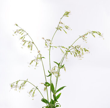 Silene nutans, most commonly known as Nottingham catchfly. On white background