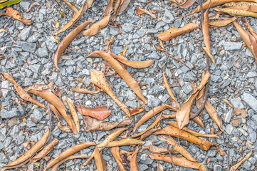 stone ground with dry leaf  background texture