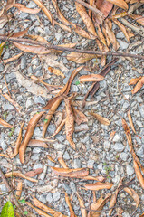 stone ground with dry leaf  background texture