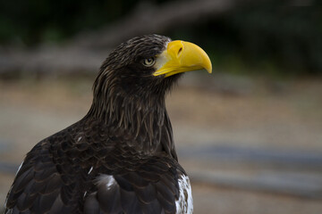 Steller's sea eagle. Haliaeetus pelagicus