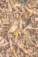 The fallen down leaves leaf texture or background