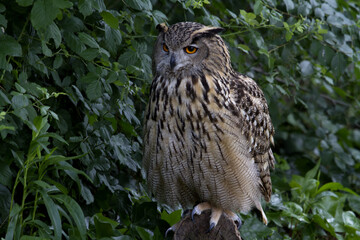 Eurasian eagle owl. Bubo bubo
