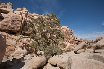 Desert Tree