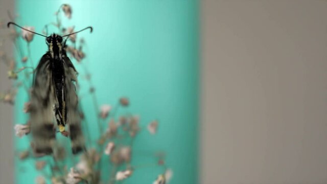 A beautuful butterfly sitting on a mint green candal, sliding shot.