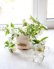 Jasmine fragrance flower