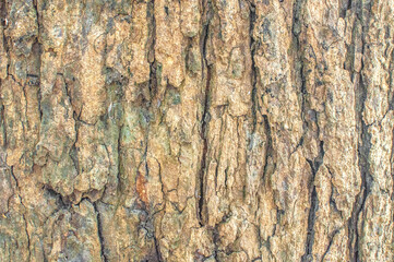 Old natural wooden  close up, old wood background, texture of bark wood