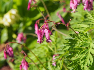 Dicentra eximia (turkey-corn, fringed wild bleeding-heart)  