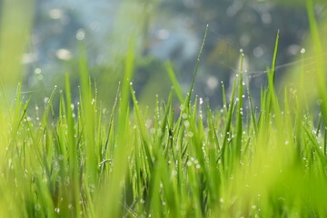Morning dew in a ricefield