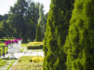 Cypress park in Moscow city