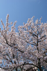 日本三景　天橋立・桜