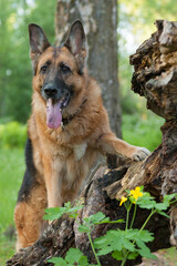 German Shepherd dog stands on a stump in the forest