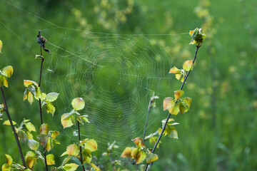 Spiderweb in the background of green grass at sunset